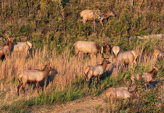 Elk Cam Virginia